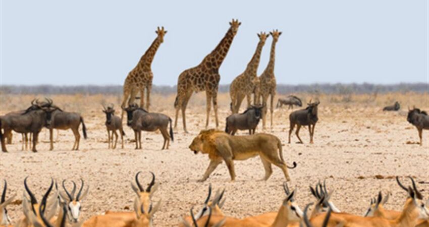 Güney Afrika, Botsvana, Victoria Şelalesi Turu